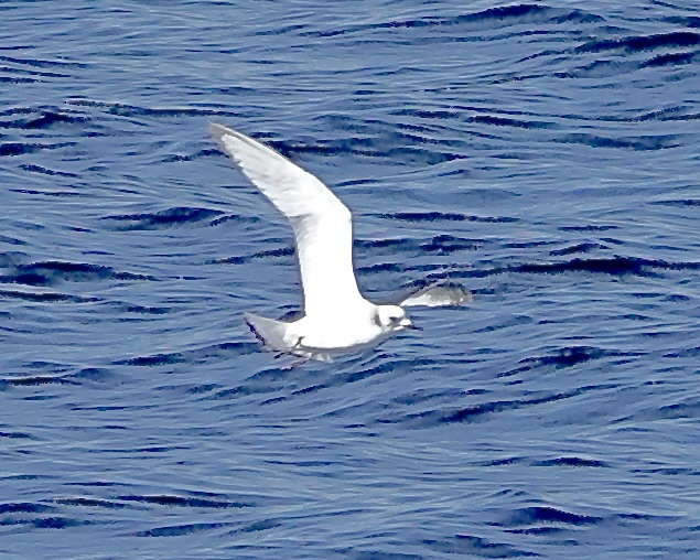kittiwake